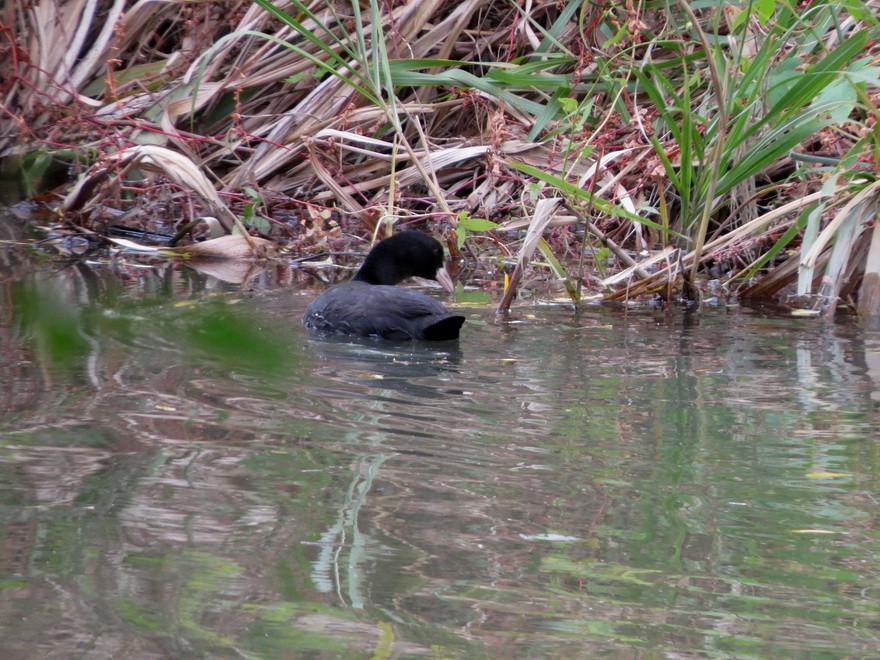 白冠雞 - ML645035884