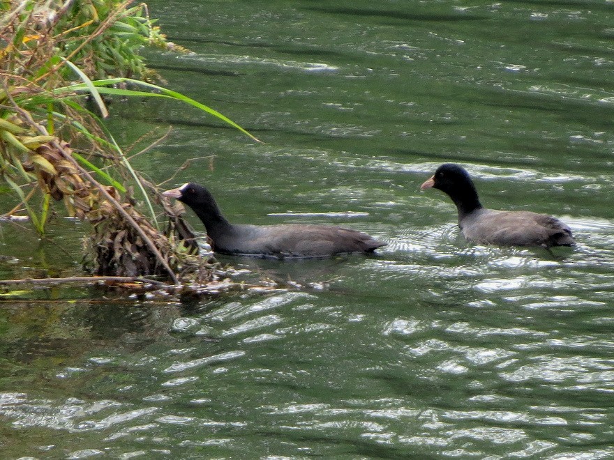 白冠雞 - ML645035885