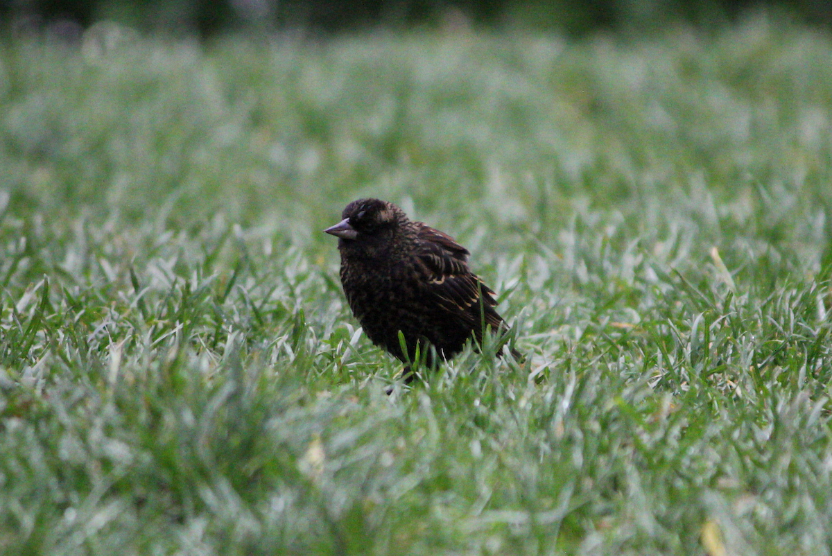 Red-winged Blackbird - ML645035886