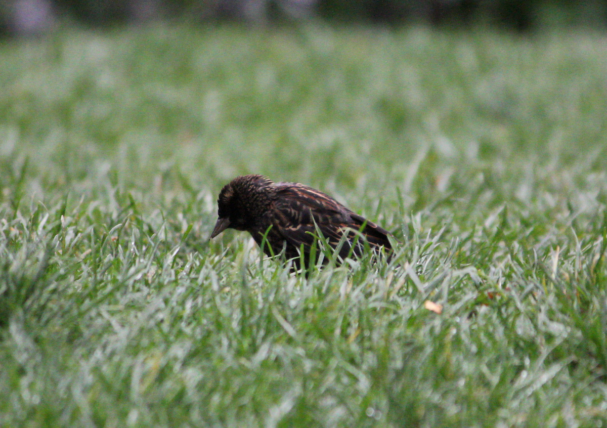 Red-winged Blackbird - ML645035887