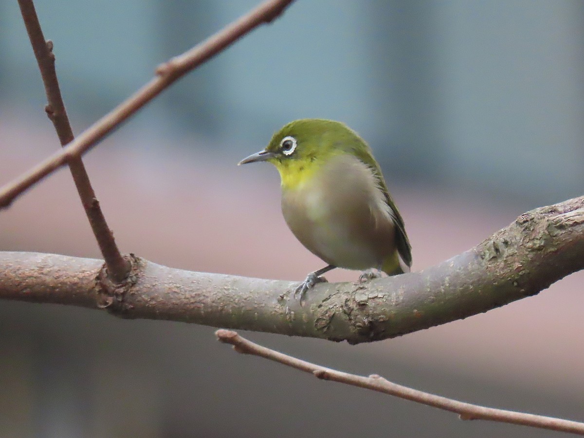 日菲繡眼 - ML645035888