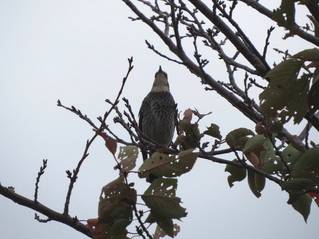 斑點鶇 - ML645035889