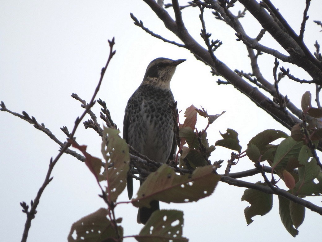 斑點鶇 - ML645035890