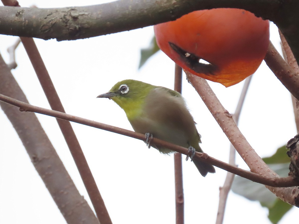 日菲繡眼 - ML645035893