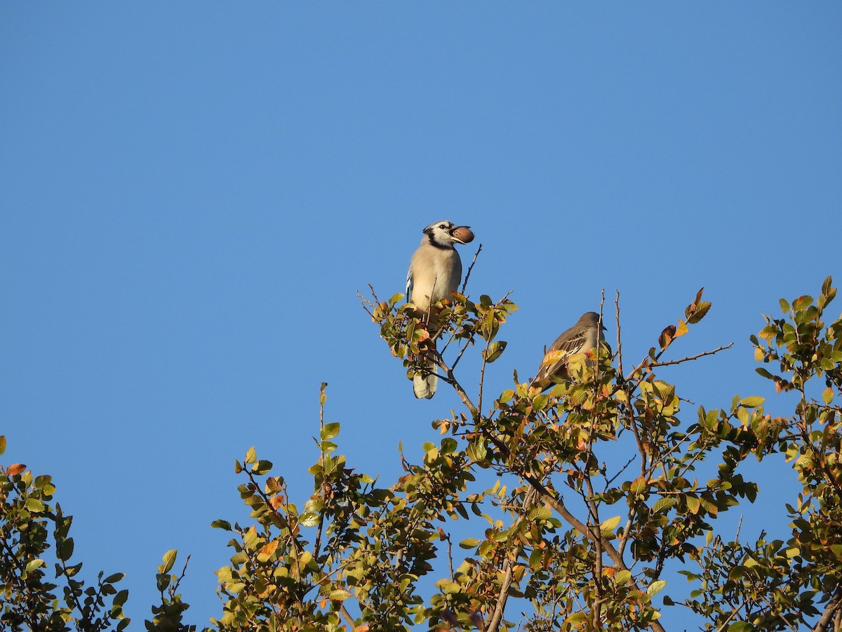 Geai bleu - ML645035894