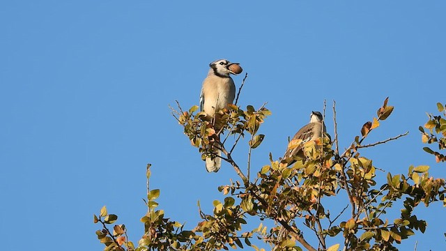 Geai bleu - ML645035895