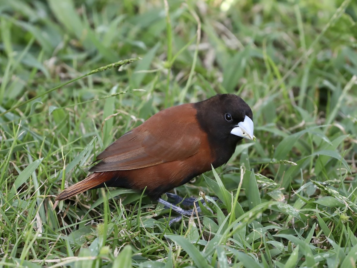 Chestnut Munia - ML645035915