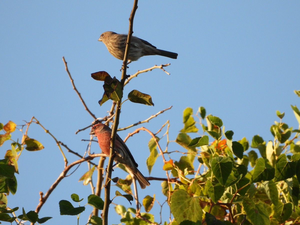 House Finch - ML645035951