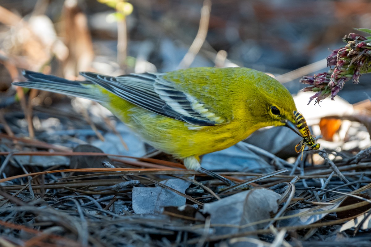 סבכון אורנים - ML645035952
