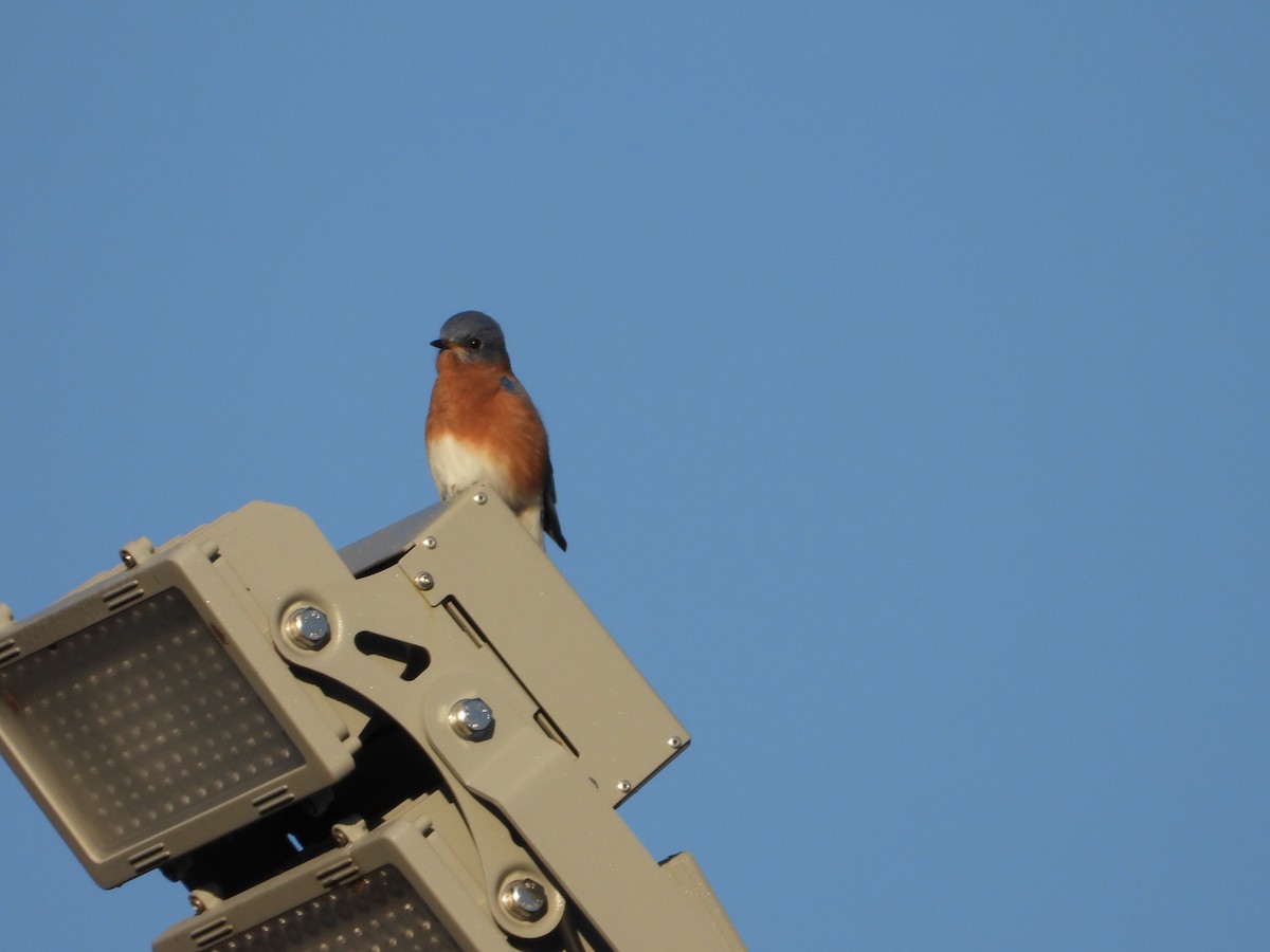 Azulejo Oriental - ML645035955