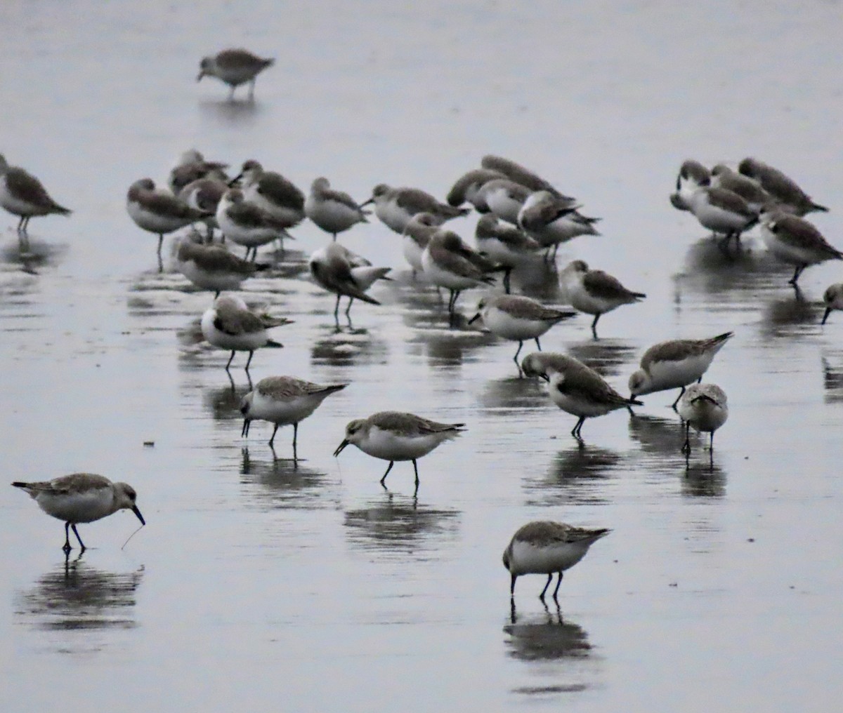 Txirri zuria - ML645035957