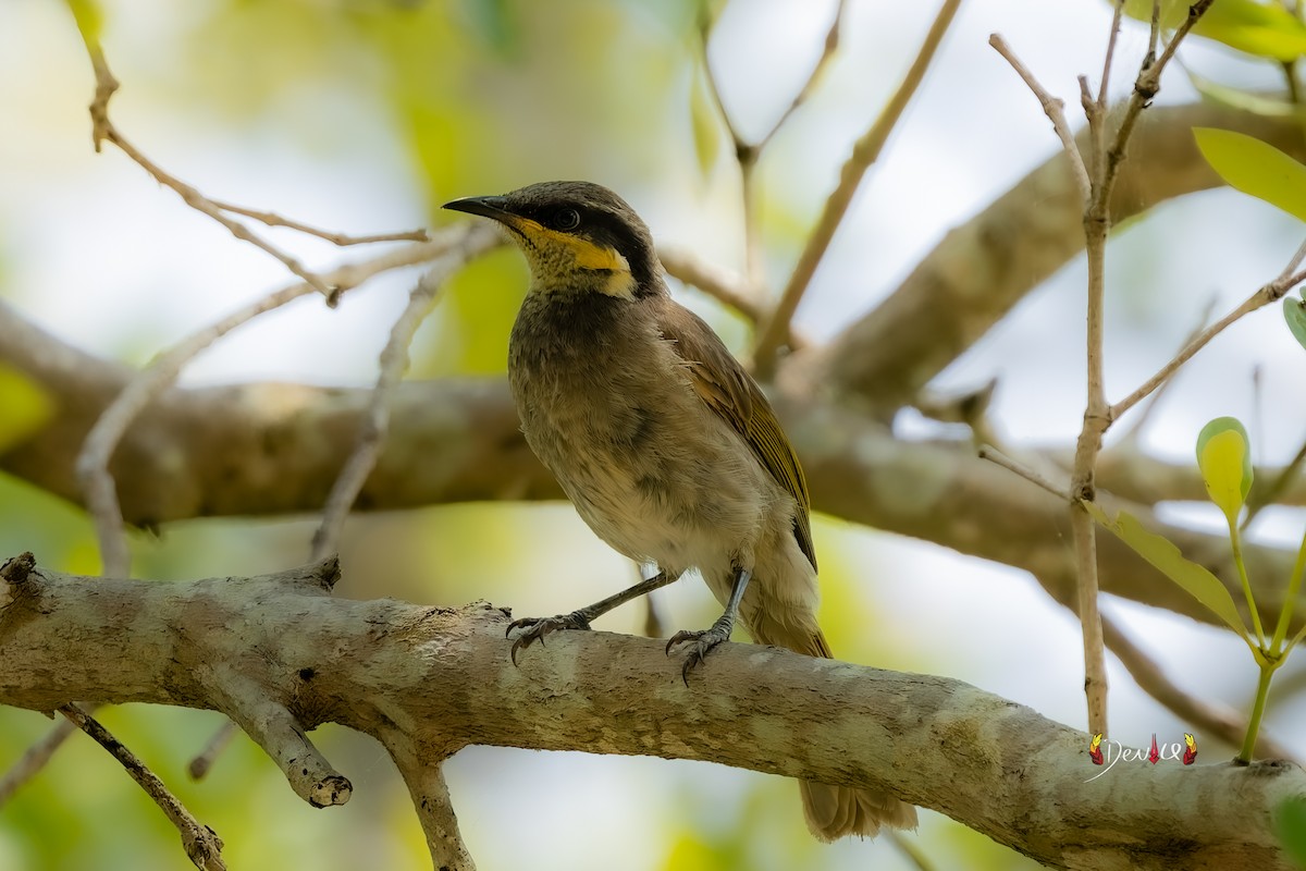 Mangrove Honeyeater - ML645035959