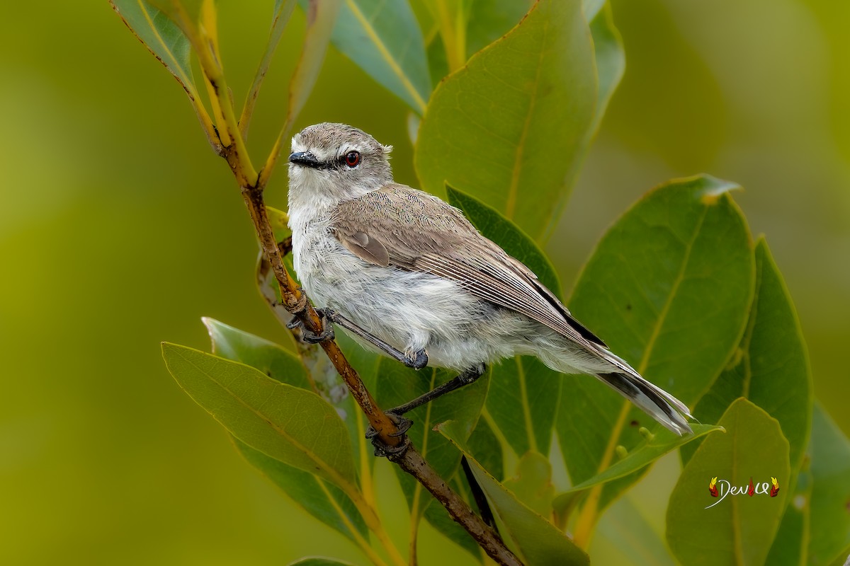 Mangrove Gerygone - ML645035960