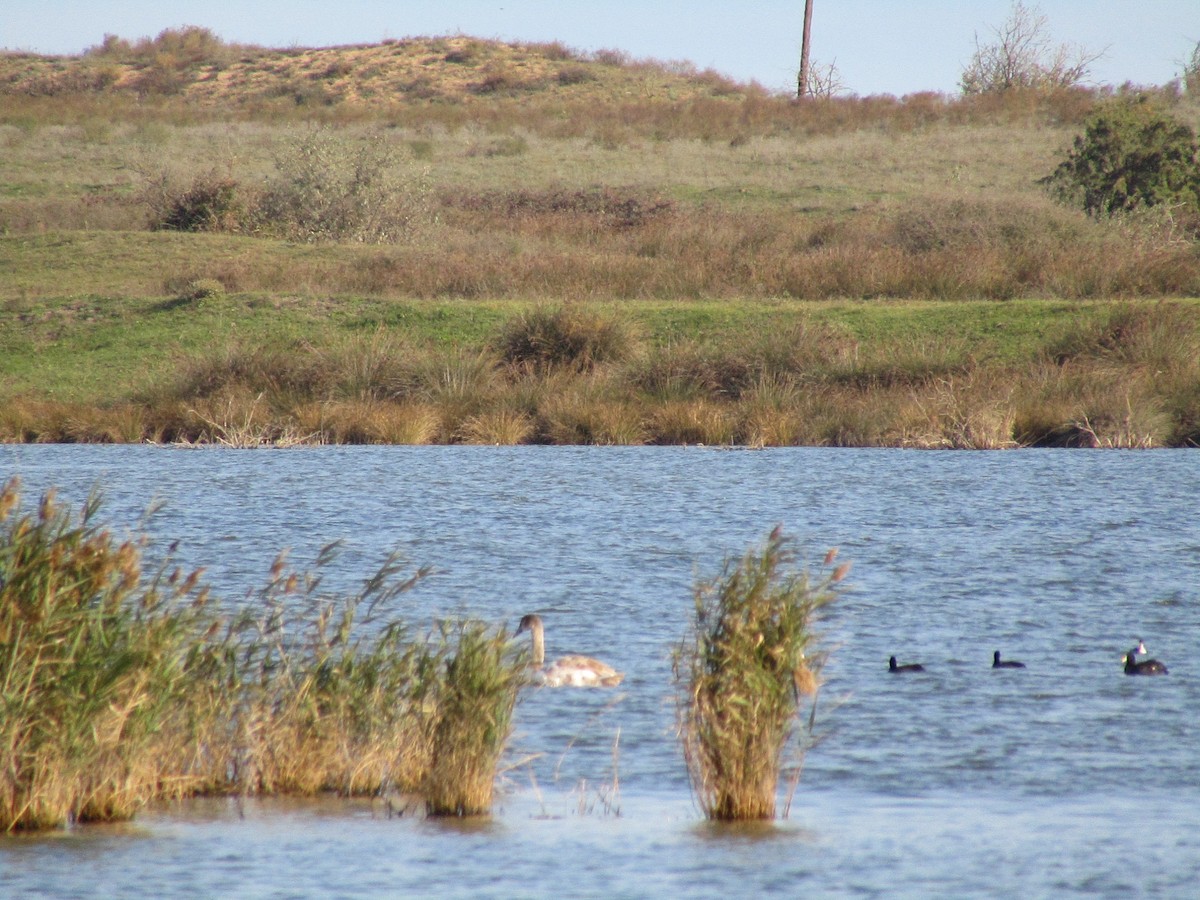 labuť velká - ML645035966