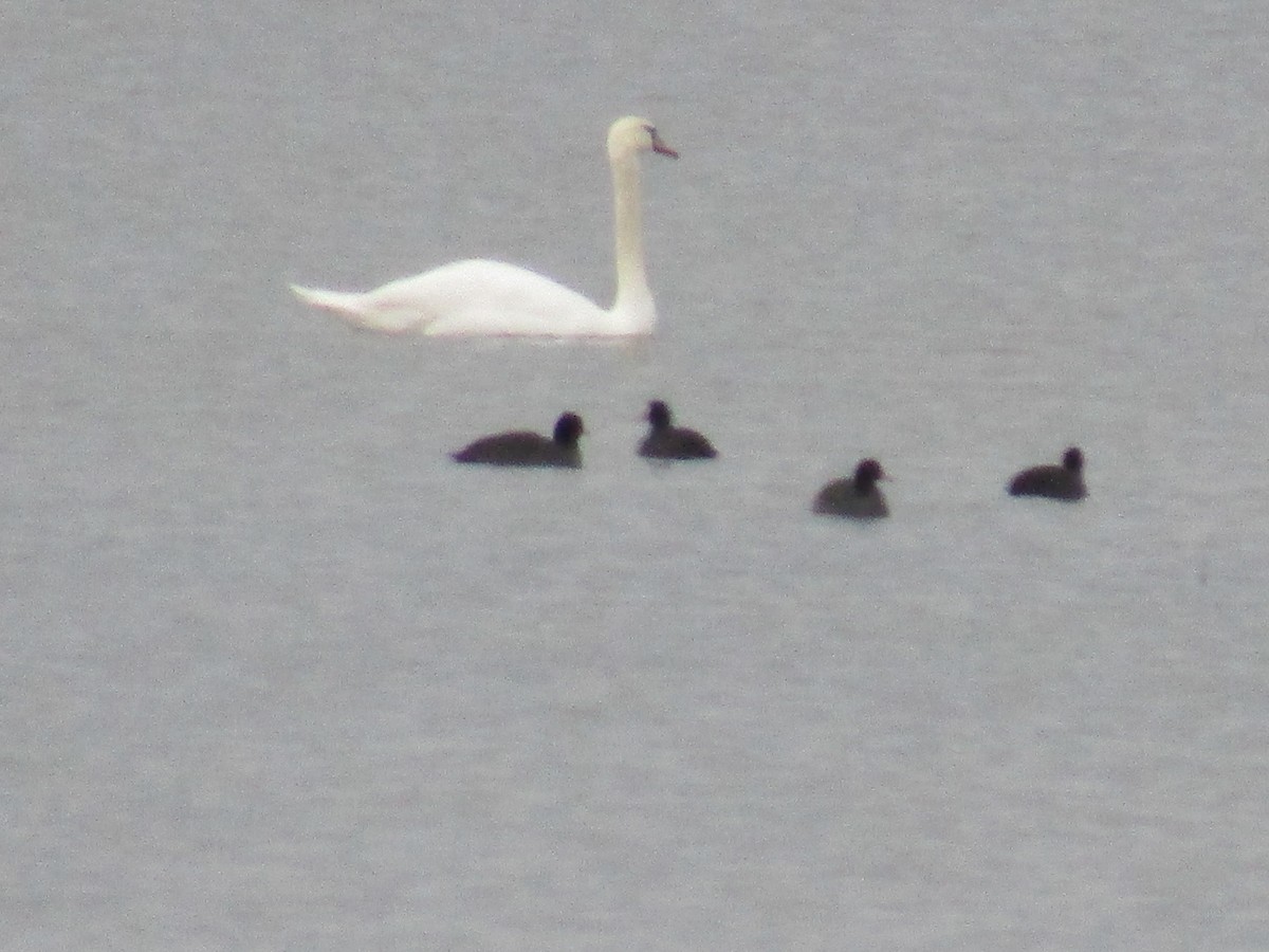 labuť velká - ML645035967