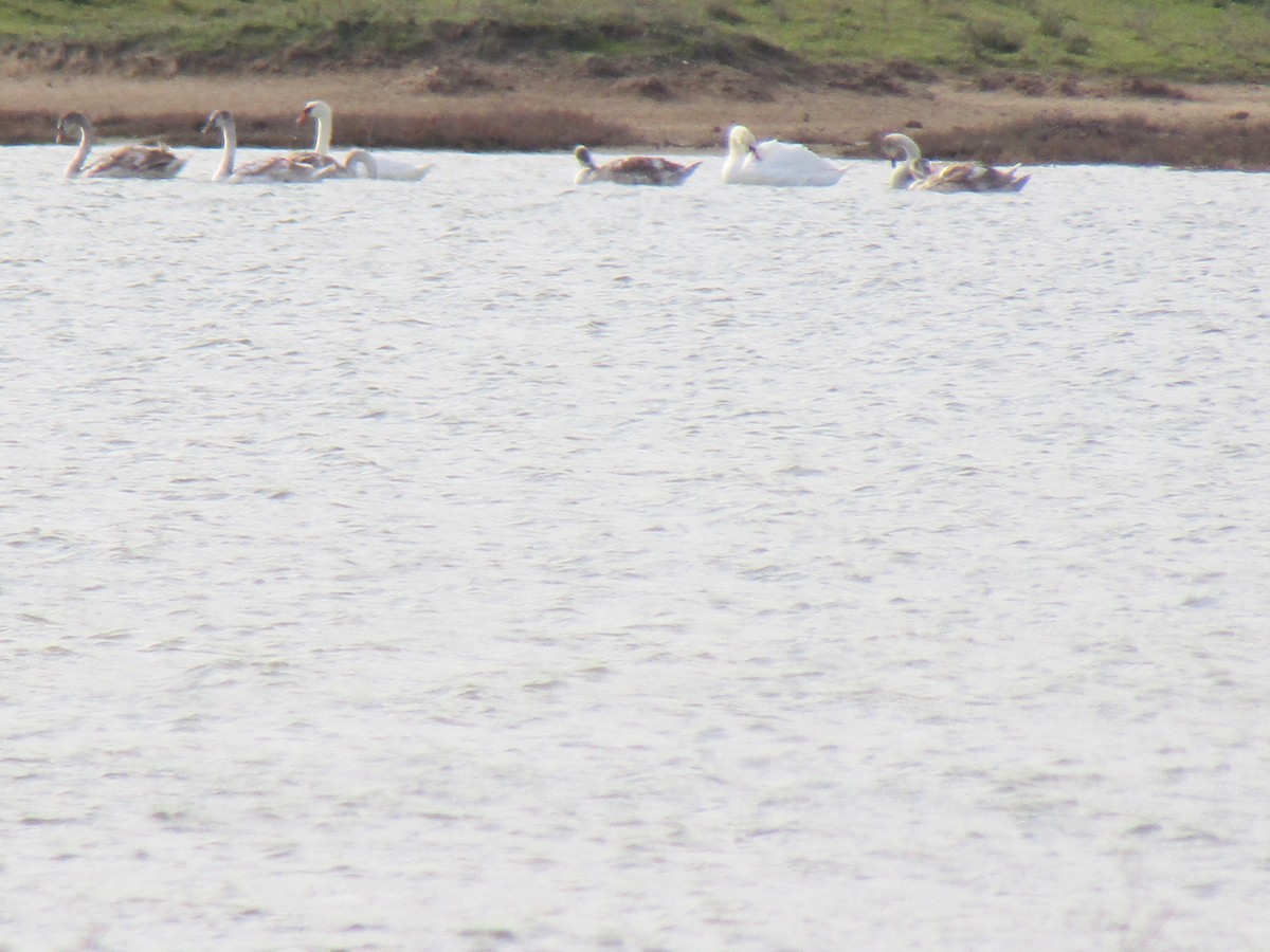 labuť velká - ML645035968