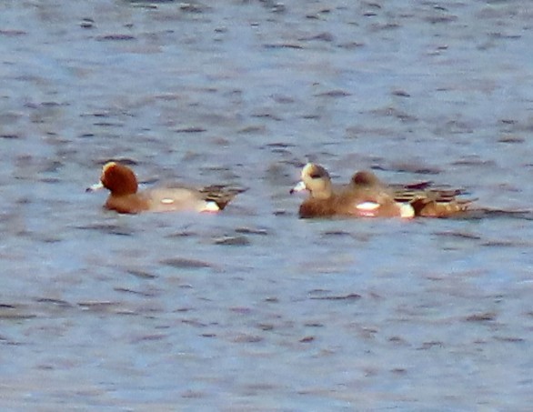 Eurasian Wigeon - ML645035972