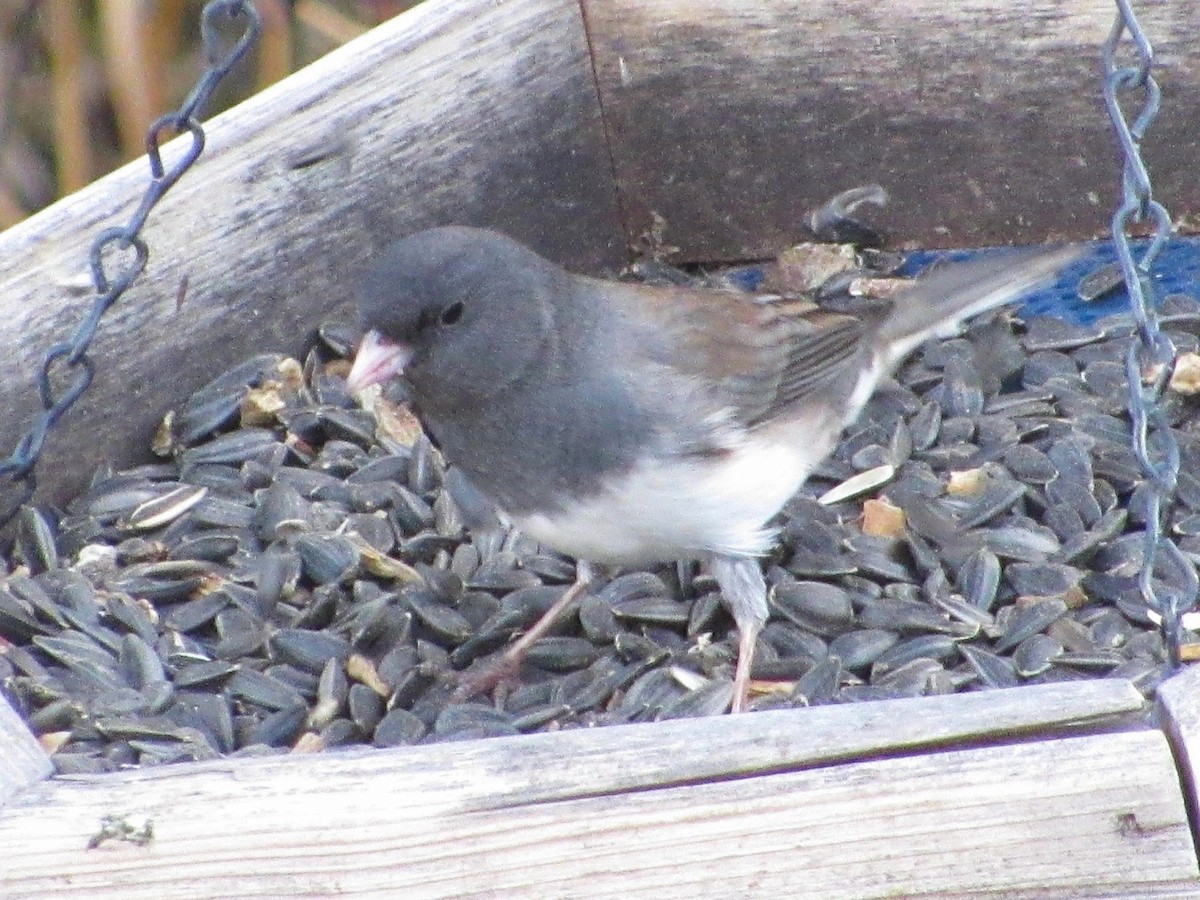 Dark-eyed Junco (Slate-colored) - ML645035982