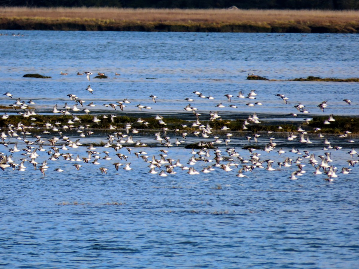 Dunlin - ML645035983