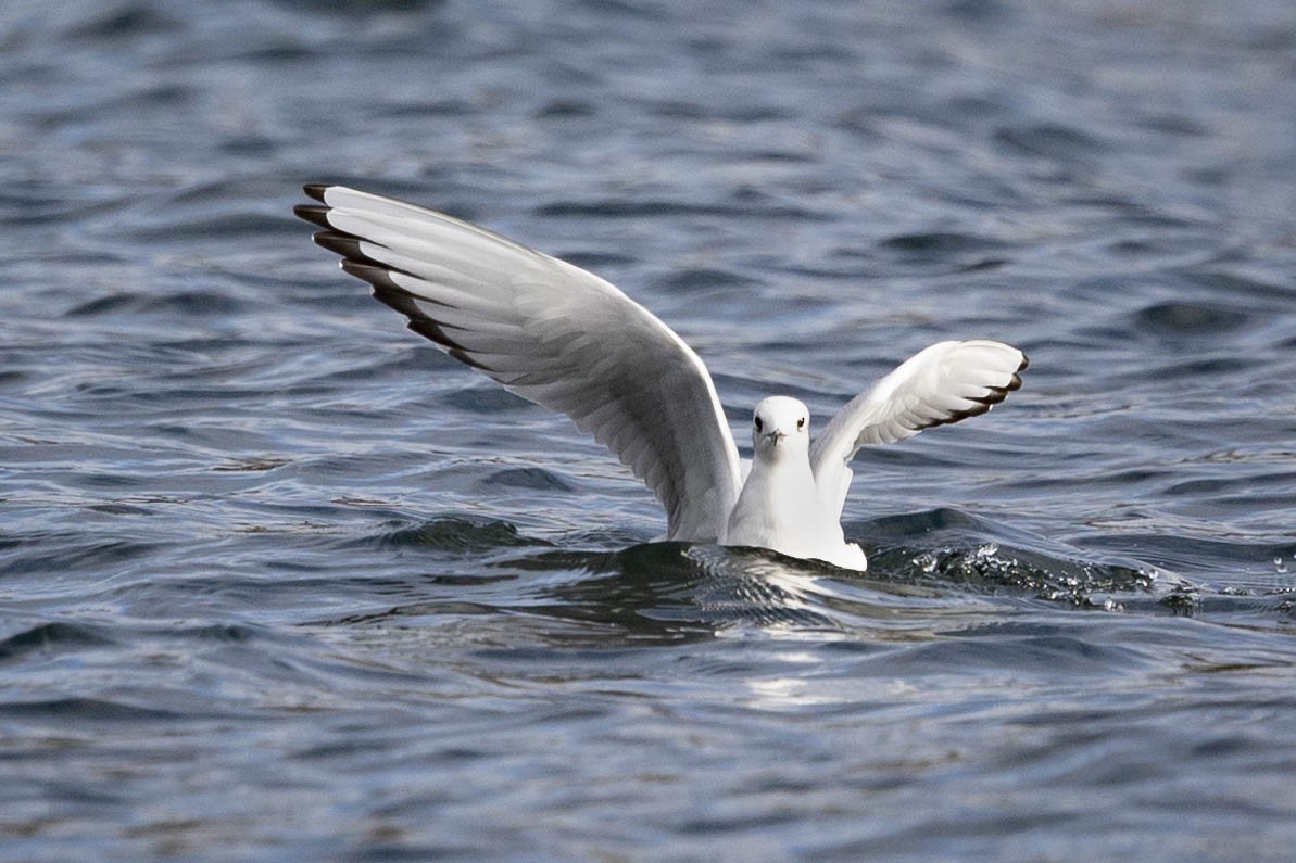 Bonaparte's Gull - ML645035988