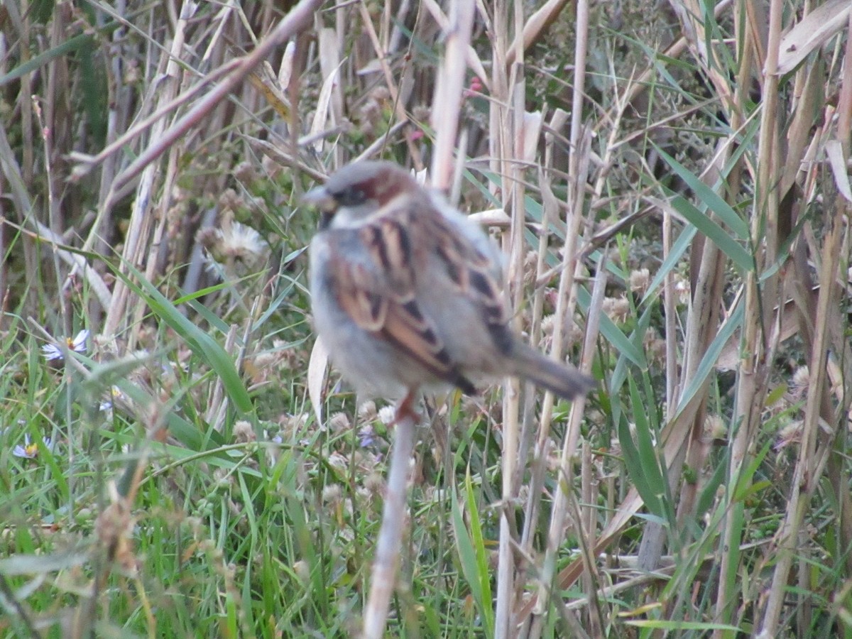 vrabec domácí - ML645035989