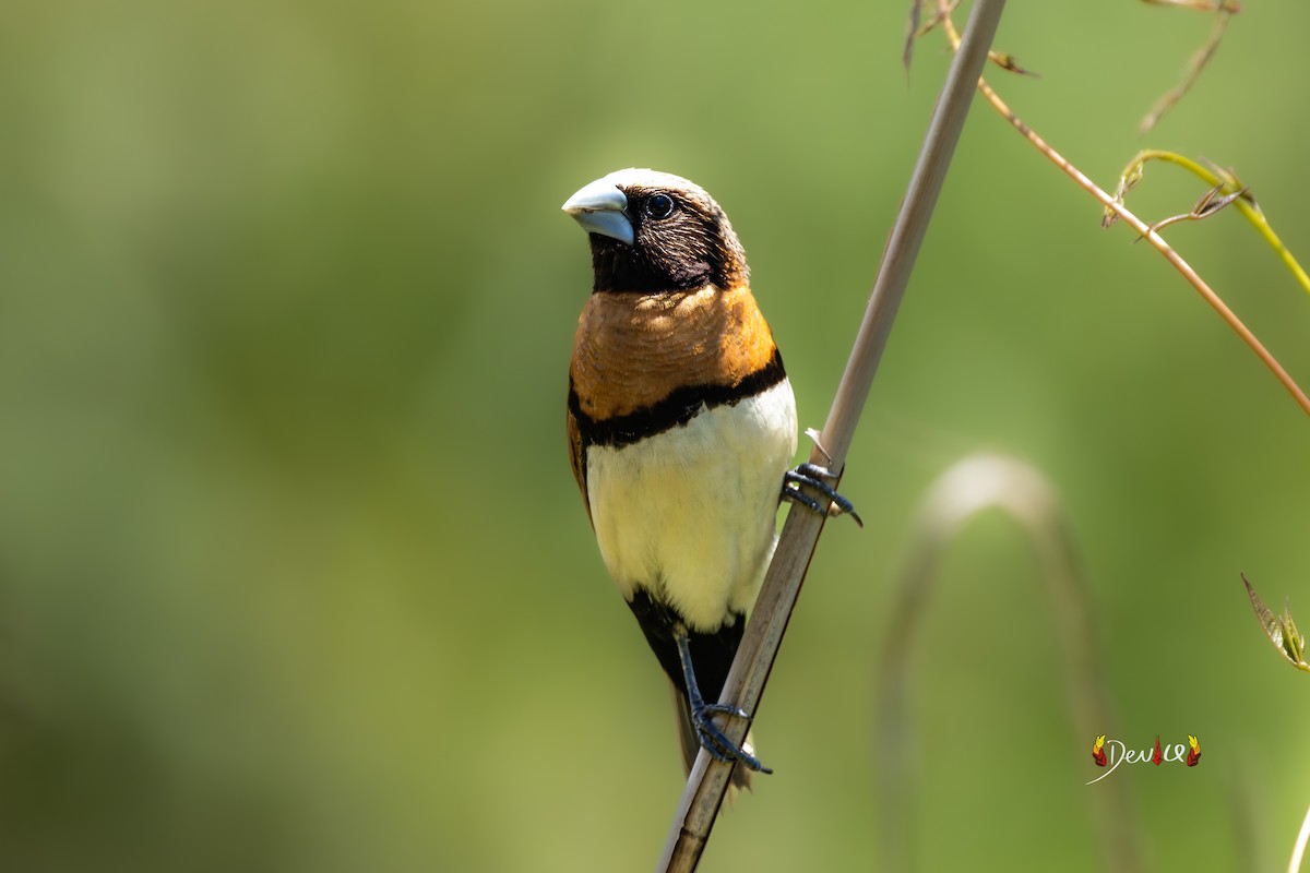 Chestnut-breasted Munia - ML645036005