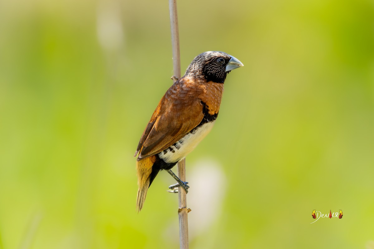 Chestnut-breasted Munia - ML645036006