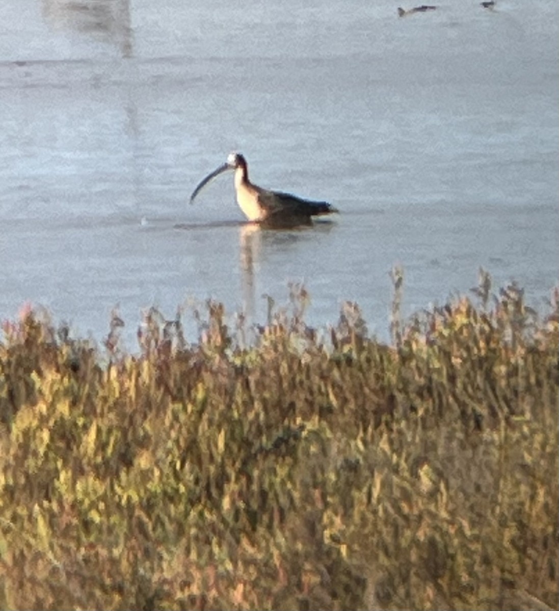 Кульон американський - ML645036009