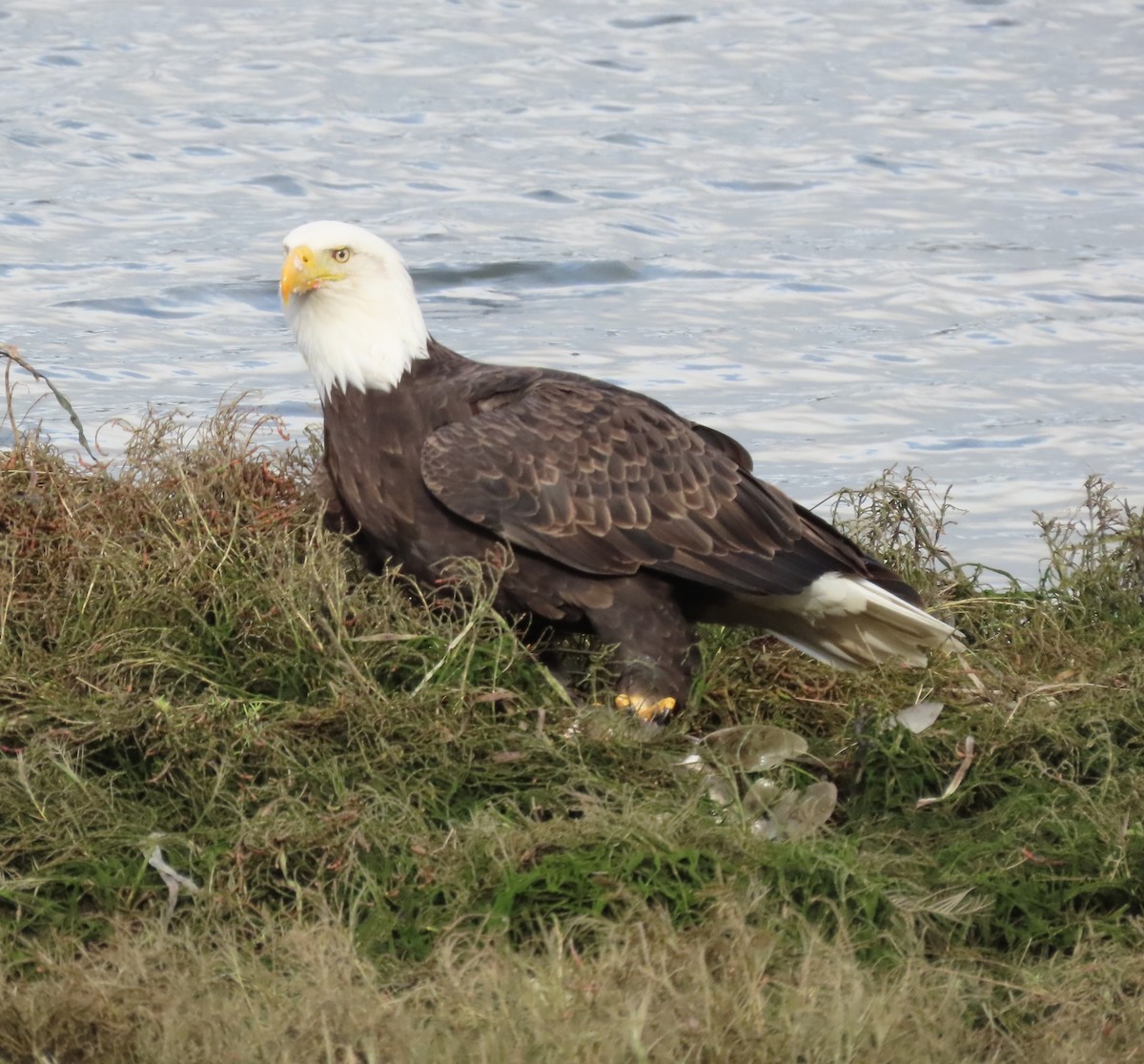 Bald Eagle - ML645036019