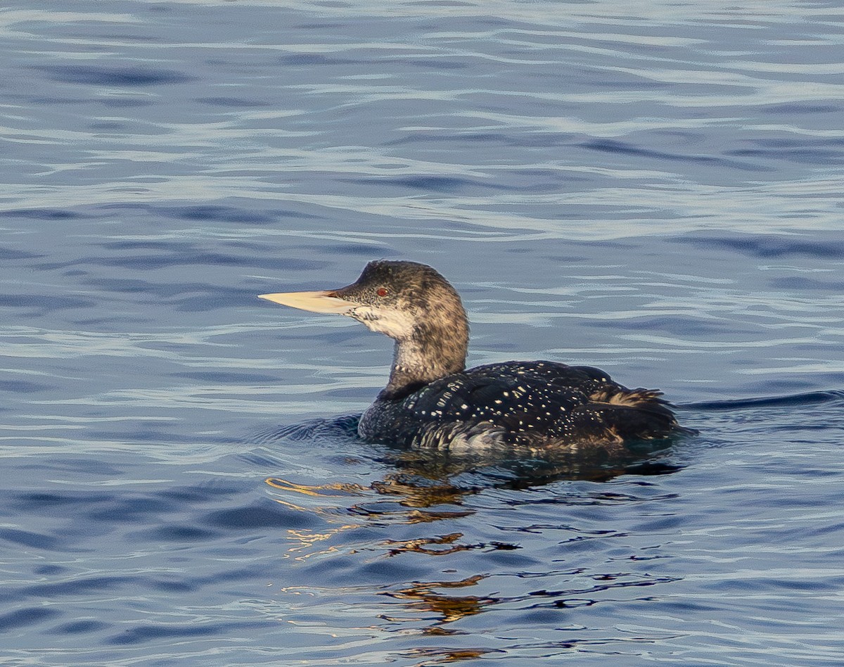 Strolaga beccogiallo - ML645036026