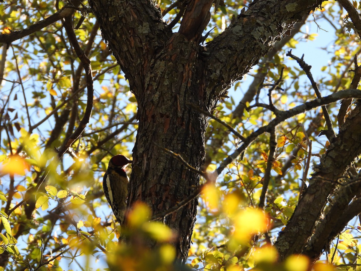 Yellow-bellied Sapsucker - ML645036038