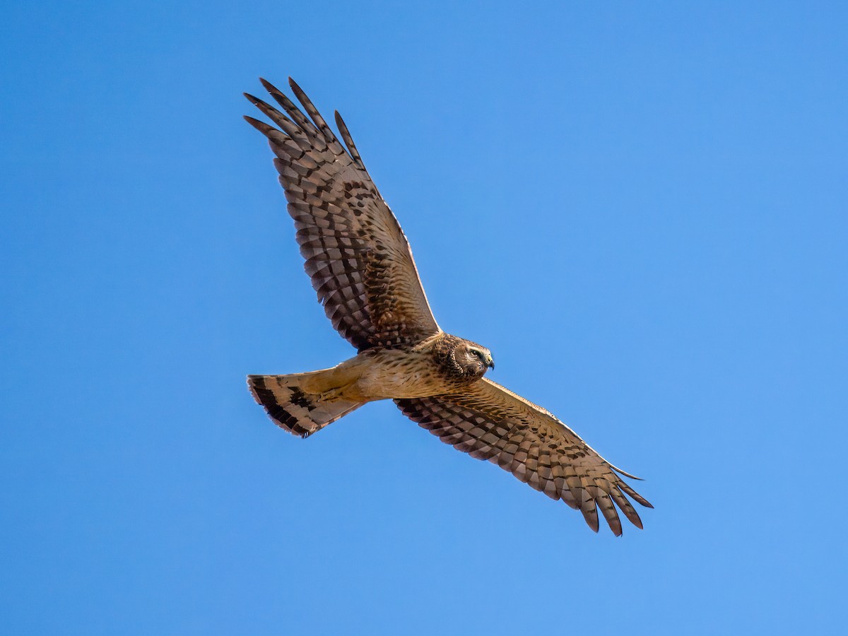 Лунь американський - ML645036051