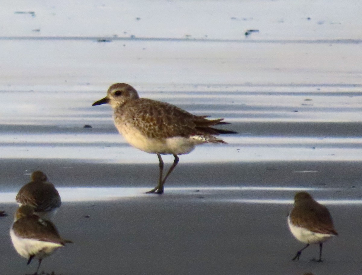 Black-bellied Plover - ML645036070