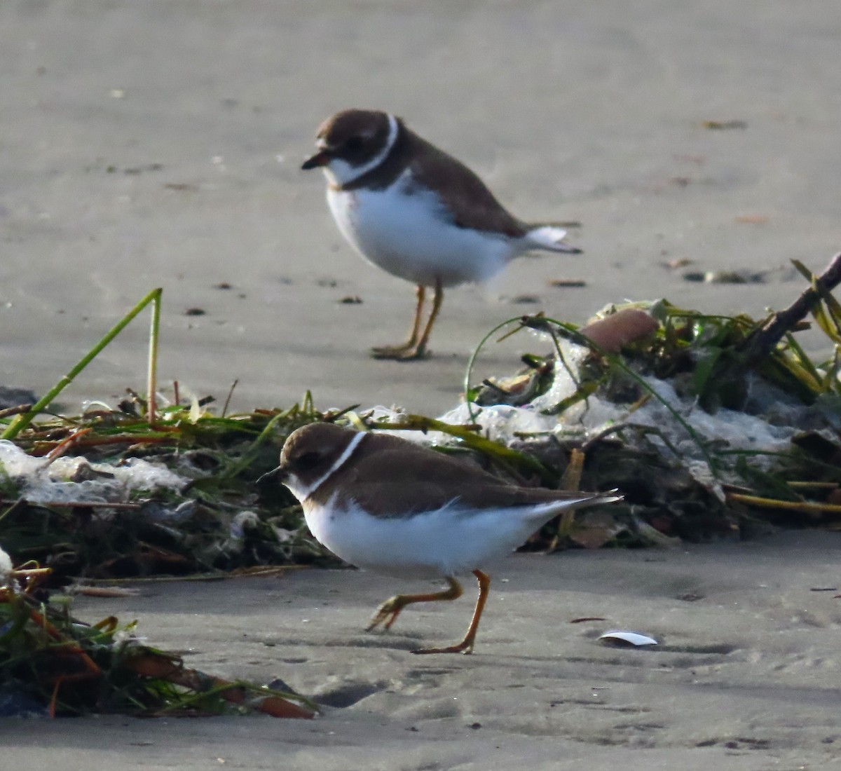 Semipalmated Plover - ML645036076