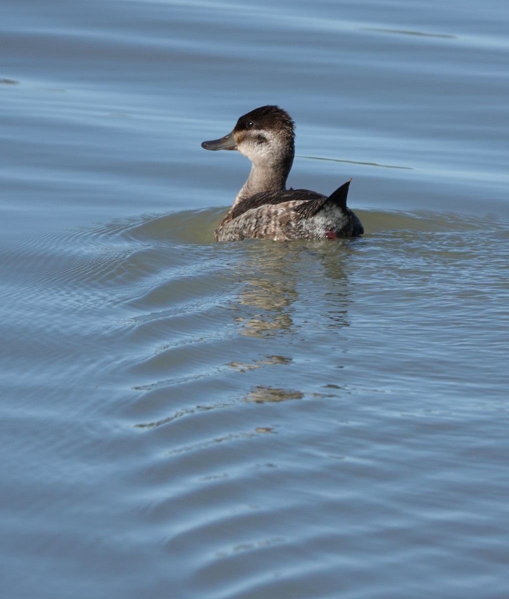 Schwarzkopf-Ruderente - ML645036087