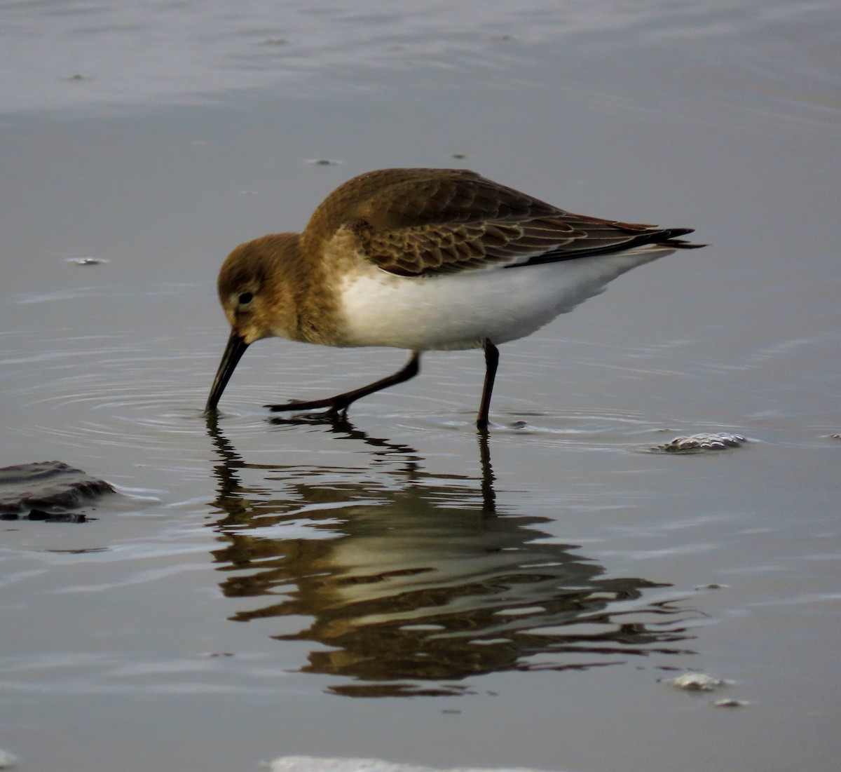Dunlin - ML645036088