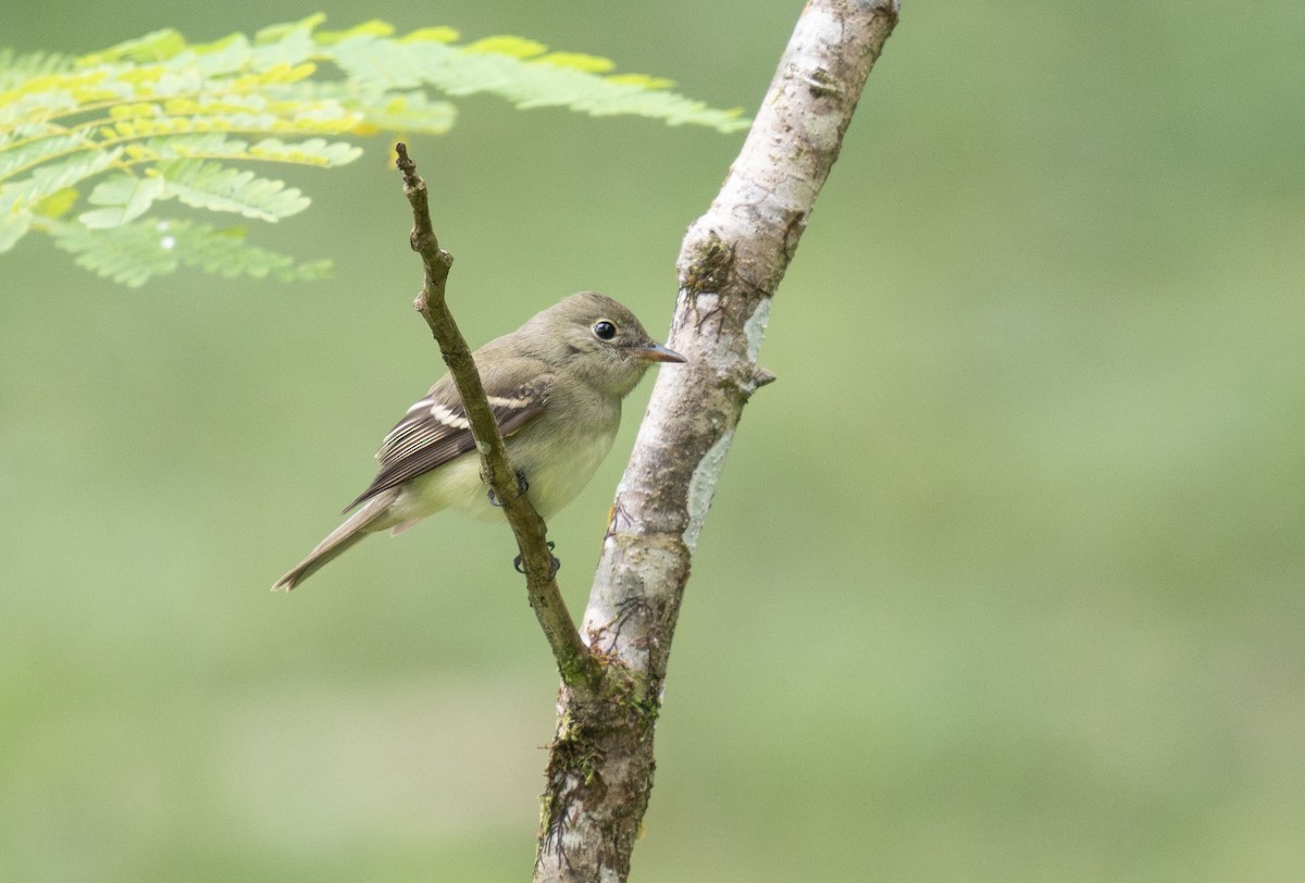 Acadian Flycatcher - ML645036090