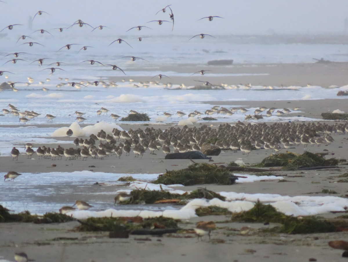 Dunlin - ML645036099