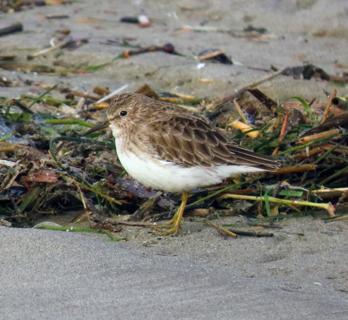 Least Sandpiper - ML645036111