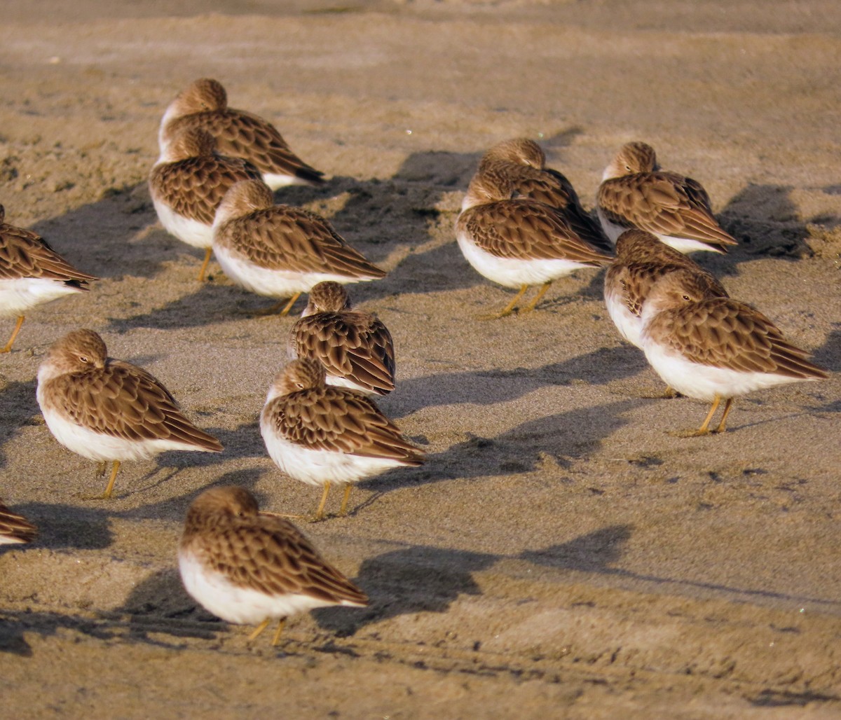 Least Sandpiper - ML645036122