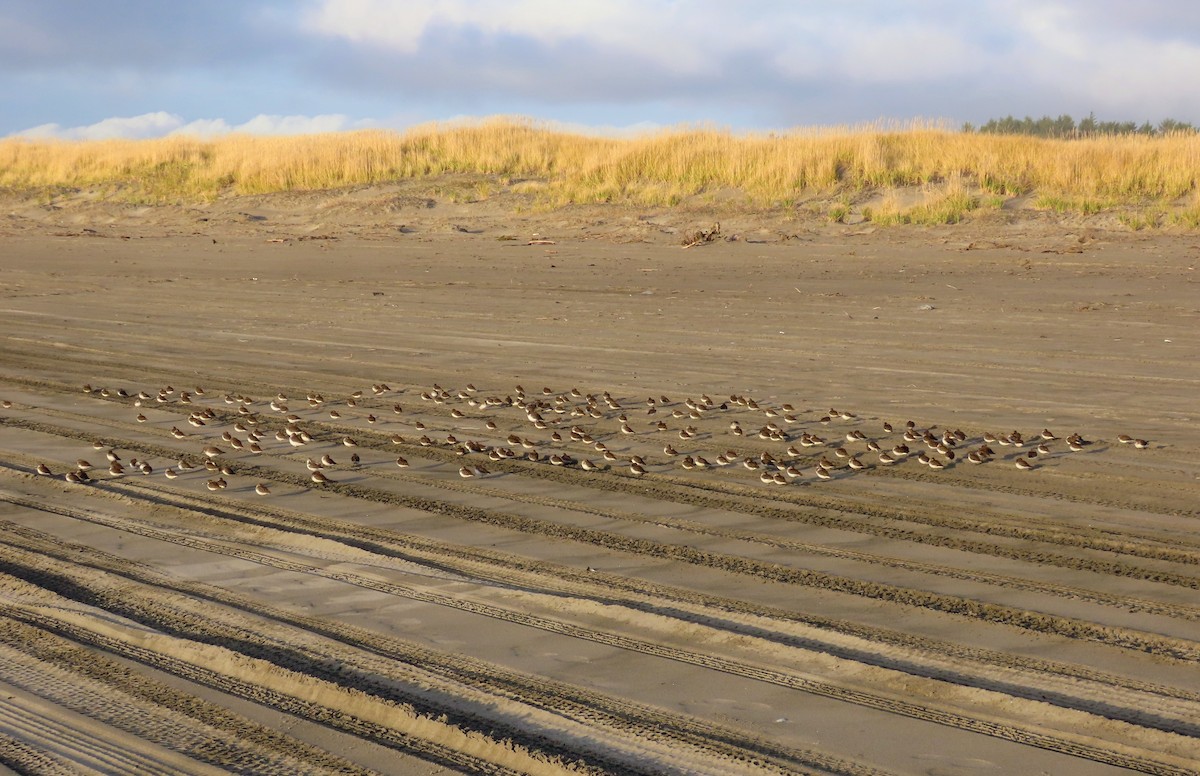 Least Sandpiper - ML645036127