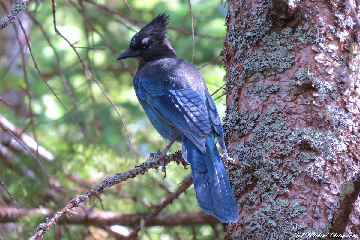 Steller Kargası - ML645036134