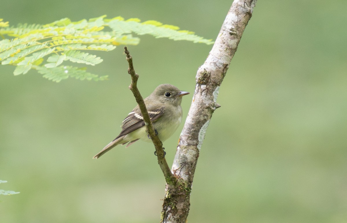 Acadian Flycatcher - ML645036179