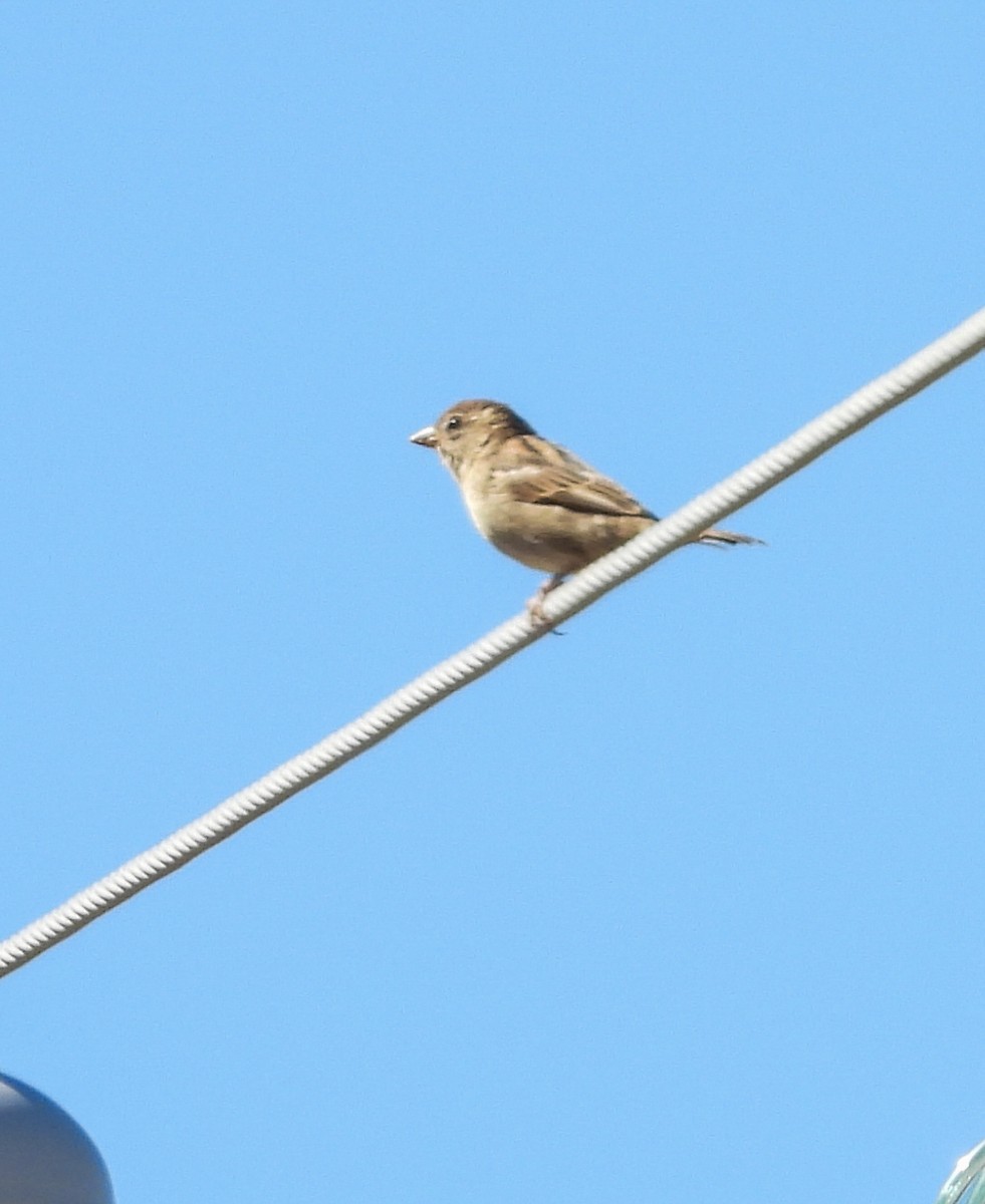 vrabec domácí - ML645036190