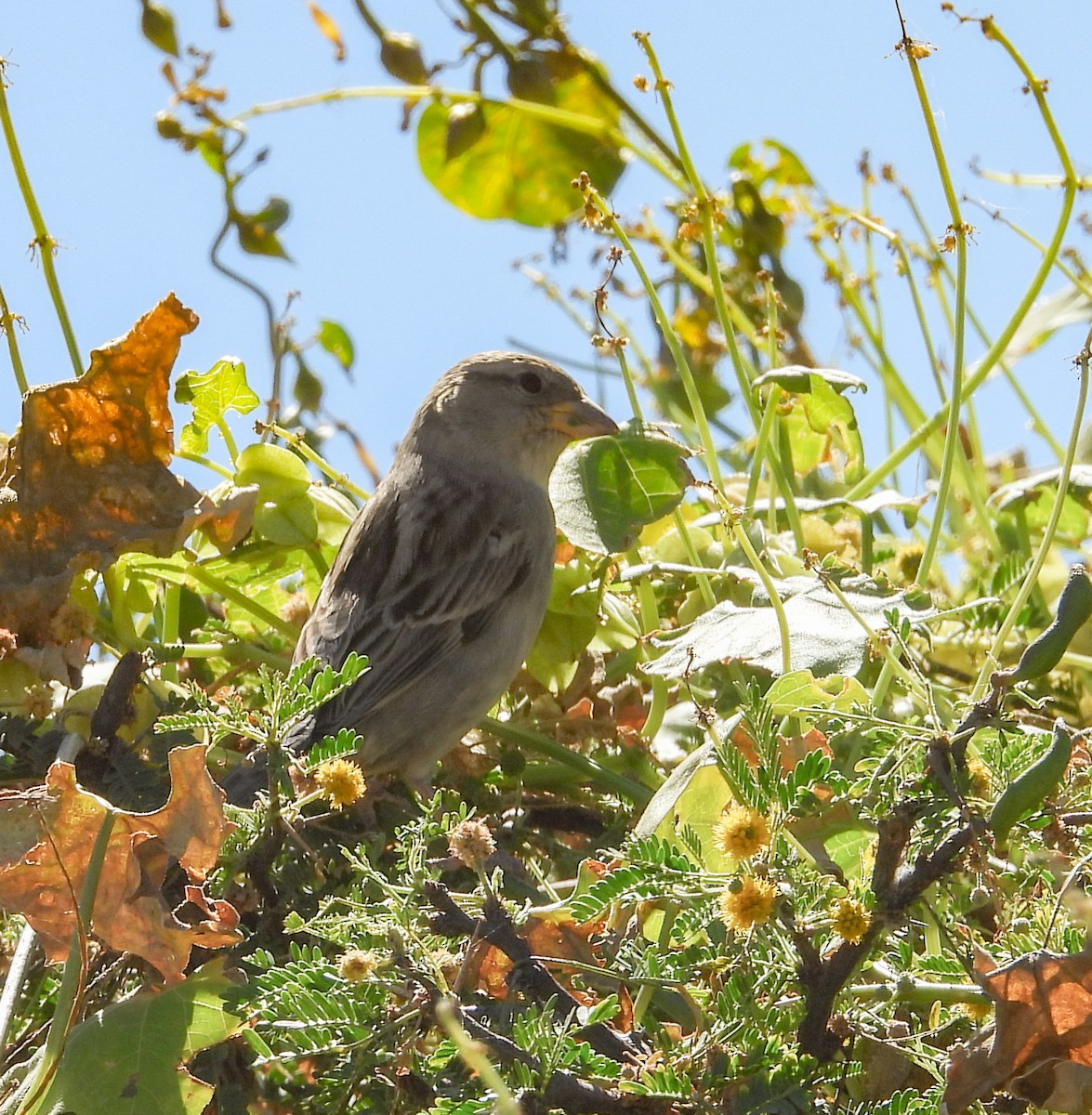 vrabec domácí - ML645036191