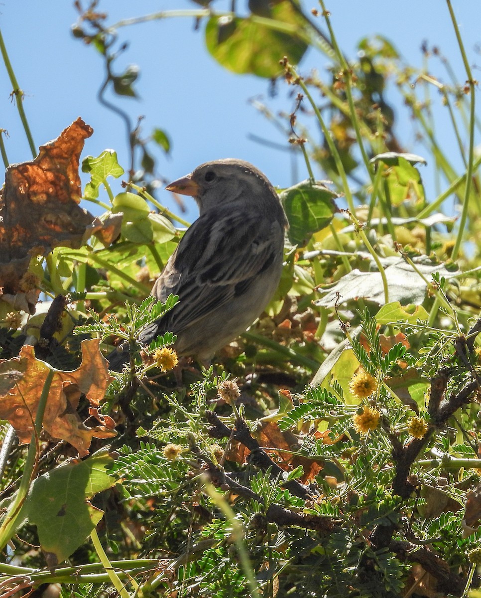 vrabec domácí - ML645036192