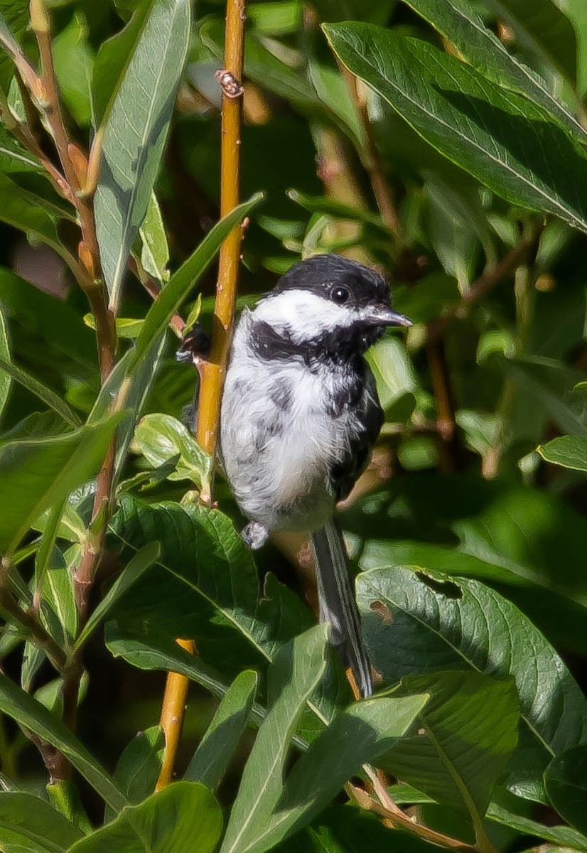 Black-capped Chickadee - ML645036210