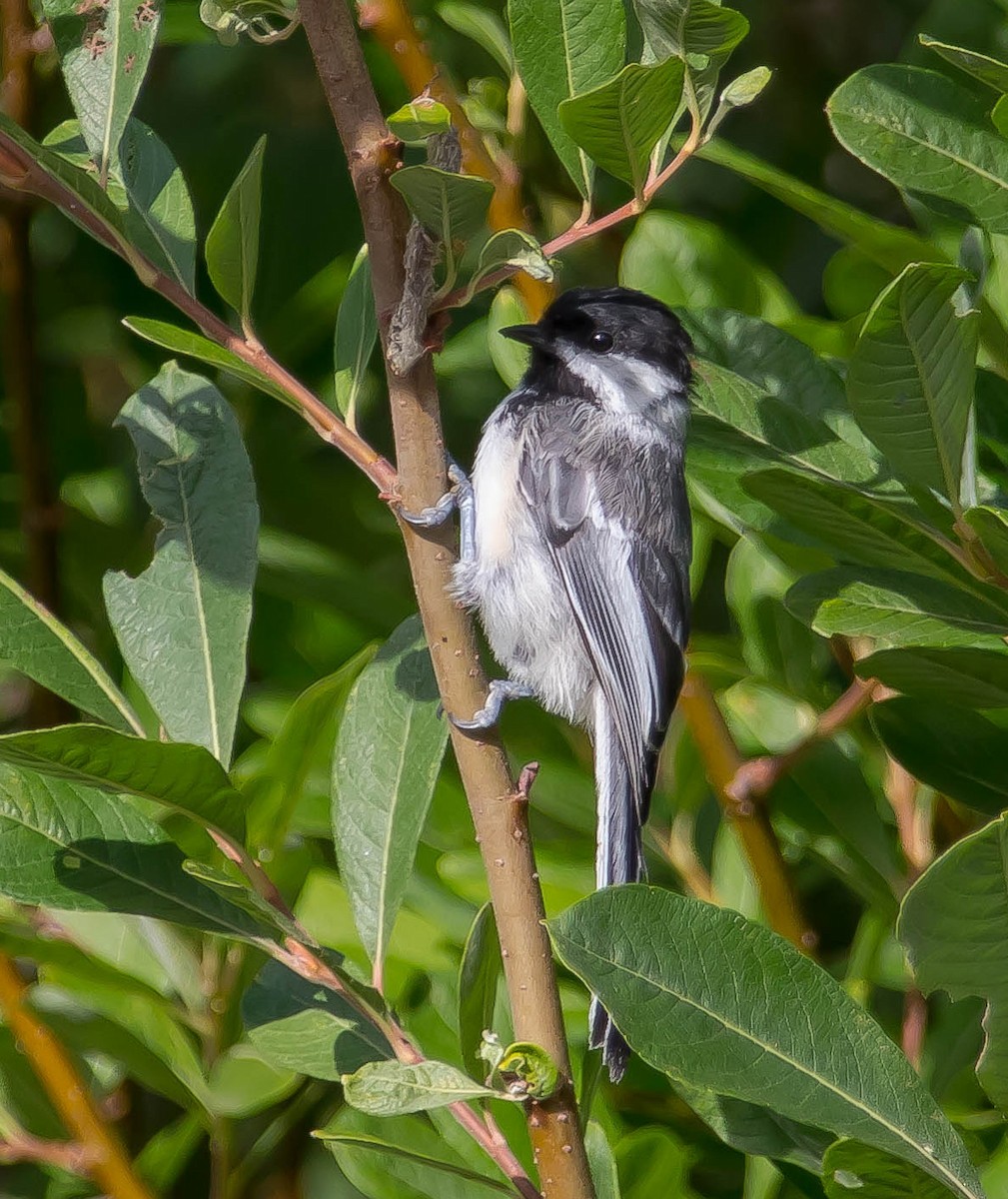 Black-capped Chickadee - ML645036211