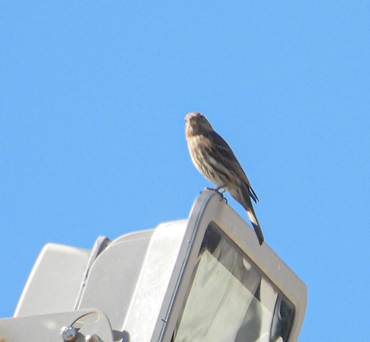 House Finch - ML645036213