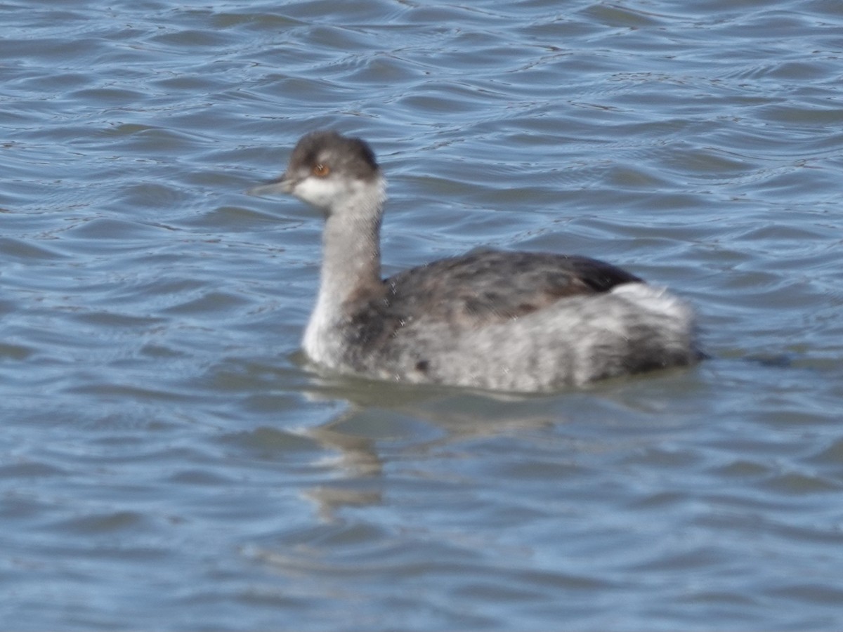 黑頸鸊鷉 - ML645036245